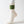 Crème avec bande large verte