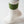 Crème avec bande large verte